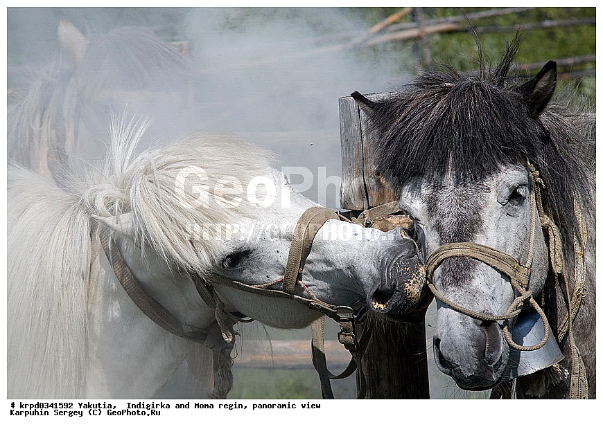 ������, ������, ���������� ����, ������� �����, ���� ����, ������� ������� ������, ����� �����, �����, ������, ���, ���������, ��������, ��������, �������������, �������������, �����, �����, XYZ, ���������, Equidae, �������� ������, Equus ferus caballus