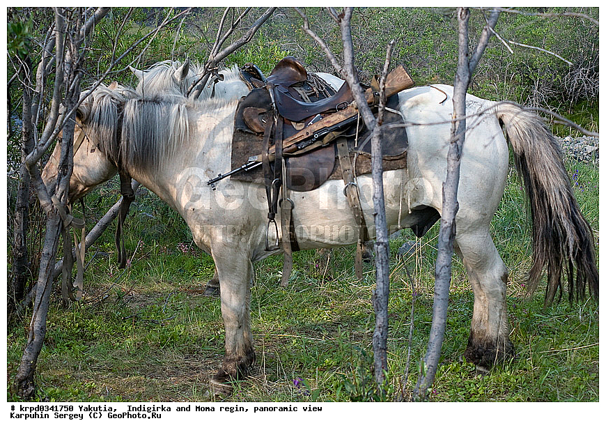 ������, ������, ���������� ����, ������� �����, ������� ������, ������ ���� �����, ������, ����, ������, ��������, ��������, �������������, �������������, �����, �����, XYZ, ���������, Equidae, �������� ������, Equus ferus caballus