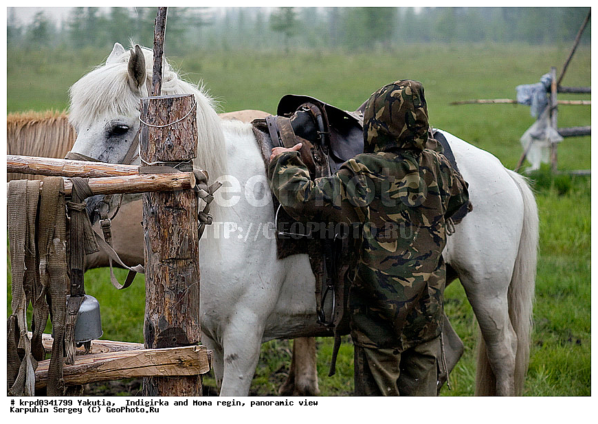 ������, ������, ���������� ����, ������� �����, ���� ����, ������� ������� ������, ����� �����, �����, ������, �����, ����, ������, ��������, ��������, �������������, �������������, �����, �����, XYZ, ���������, Equidae, �������� ������, Equus ferus caballus