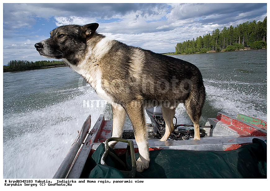 ������, ������, ���������� ����, ������� �����, ���� ����, ����, �������� �����, �����, ������, ���, �����, ��������, ��������, �������������, �������������, �����, �����, �������, ������, XYZ, ������, �������, ������, Canidae, ������, Canis lupus familiaris, Canis familiaris