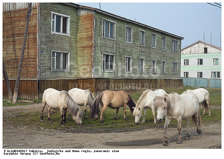 ������, ������, ���������� ����, ������� �����, ������ ����(����), ������, �������, ���, �����, ������, ��������, ��������, �������������, �������������, �����, �����, XYZ, ���������, Equidae, �������� ������, Equus ferus caballus, ��������, ��������, �������������, �������������, �����, �����, XYZ, ���������, Equidae, �������� ������, Equus ferus caballus