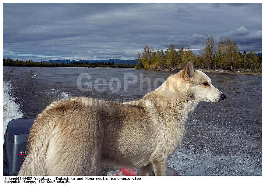 ������, ������, ���������� ����, ������� �����, ���� ����, ����, �����, ������, ��������, ��������, �������������, �������������, �����, �����, �������, ������, XYZ, ������, �������, ������, Canidae, ������, Canis lupus familiaris, Canis familiaris