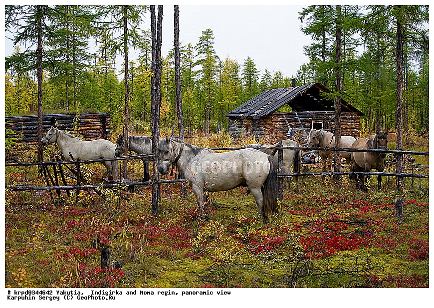 ������, ������, ���������� ����, ������� �����, ���� ����, ������ ������, ���, �����, ���, ����, ������, ��������, ��������, �������������, �������������, �����, �����, XYZ, ���������, Equidae, �������� ������, Equus ferus caballus