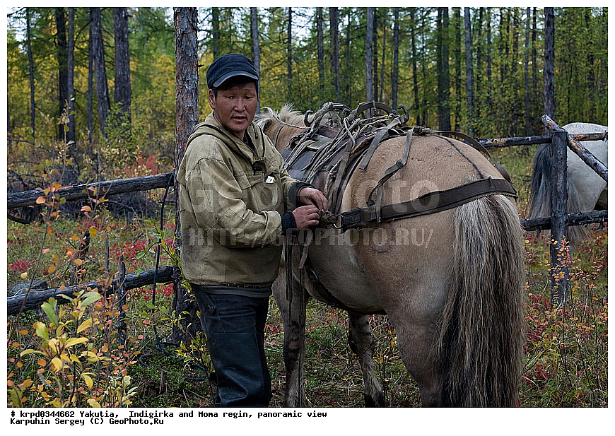 ������, ������, ���������� ����, ������� �����, ���� ����, ������ ������, ������, �������, ��������, �����, ������, ��������, ��������, �������������, �������������, �����, �����, XYZ, ���������, Equidae, �������� ������, Equus ferus caballus