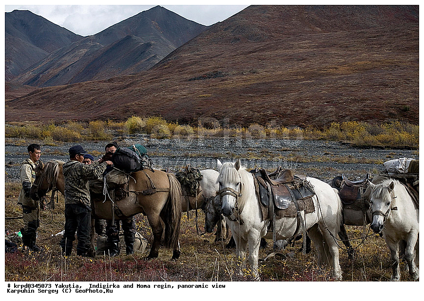 ������, ������, ���������� ����, ������� �����, ������� ������, ������ ���� ������-������, ����, ����, ������, ����, �����, �������, ��������, ��������, �������������, �������������, �����, �����, XYZ, ���������, Equidae, �������� ������, Equus ferus caballus