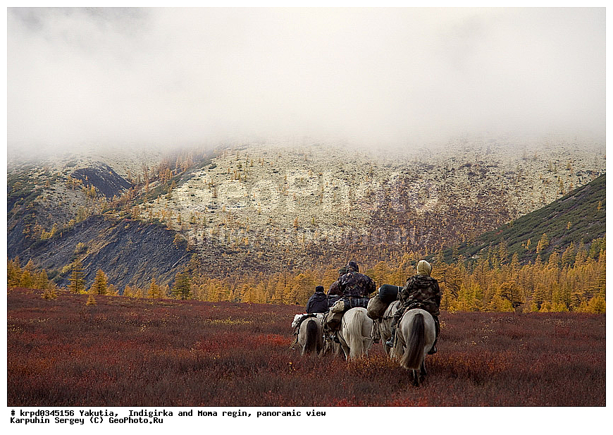 ������, ������, ���������� ����, ������� �����, ������� ������, ������ ���� ����������, ����, ������, ������, ����, �������, ��������, ��������, �������������, �������������, �����, �����, XYZ, ���������, Equidae, �������� ������, Equus ferus caballus