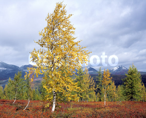 ����, ����, ����, ����