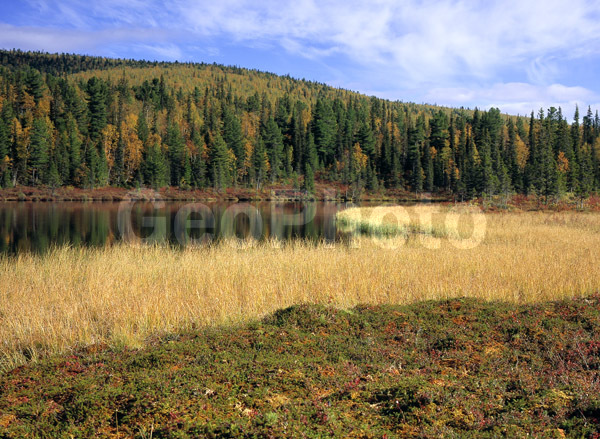 ����, ����, ����, ����