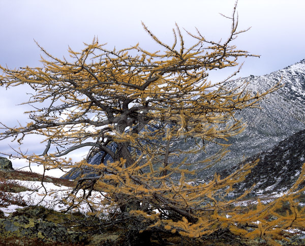 ����, ����, ����, ����