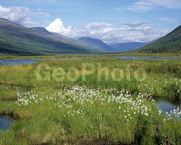 �������� ��������, �������