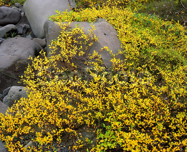 �������� ��������, �������