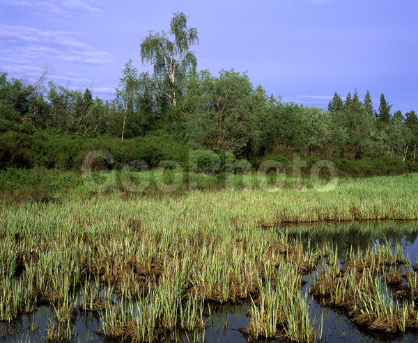 ����������� ��������, ������, ����, ����