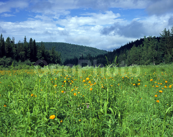 ����������� ��������, ������, ����, ����