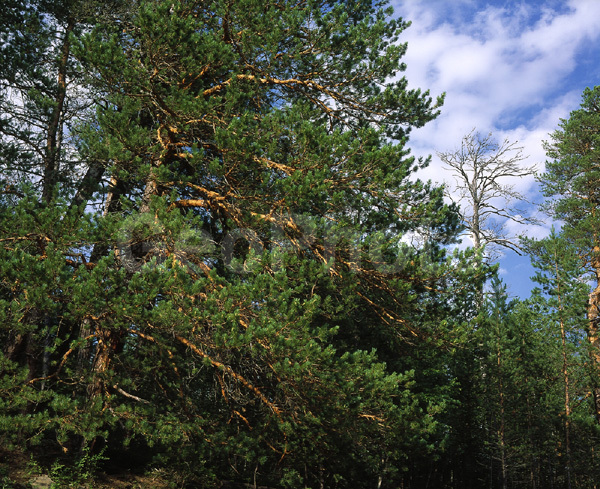 ����������� ��������, ������, ����, ����