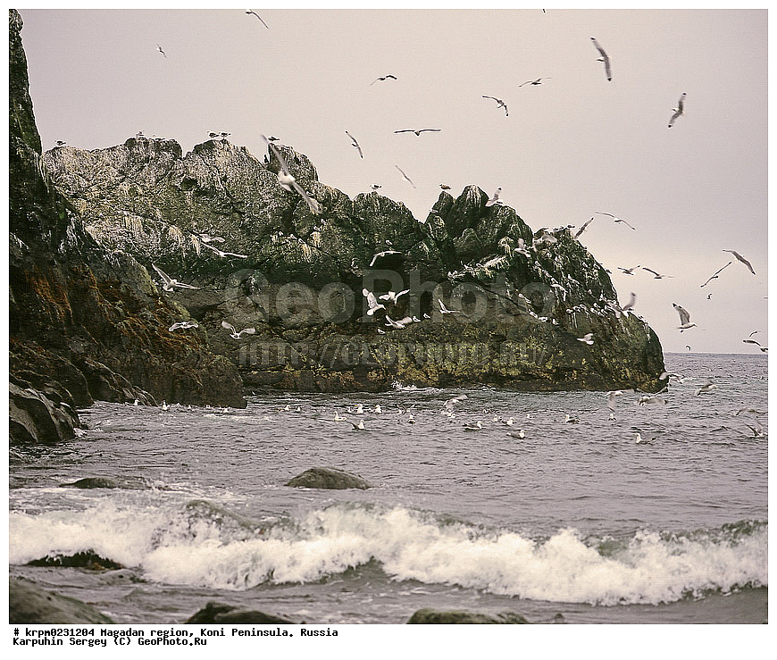 ������� ������, ����� ����, ����������� �������, �������� ����, ������, �����, ��������� �����, ��������� ������, ��������, ����, ��� �����, ������, ���������, ��������� ��������� ����, ���������� ����, �����, ������ �����, �����, �����, ��������, ��������, �����, �����, ��������, �����������, ������� �����, ������� �����, XYZ, ��������, Laridae, ������, Rissa tridactyla