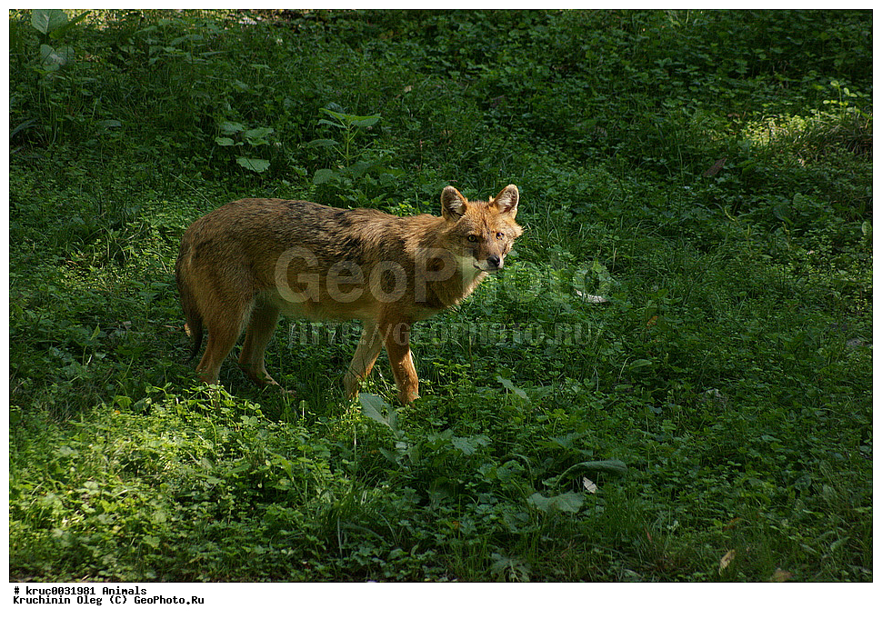 ���������� ���������� ����������, ������, ������������� ����, ��������� ��������, ������� ������, ��������, ��������, �������������, �������������, �����, �����, �������, ������, XYZ, ������, �������, ������, Canidae, ������������ �����, ��������� �����, �������, Canis aureus