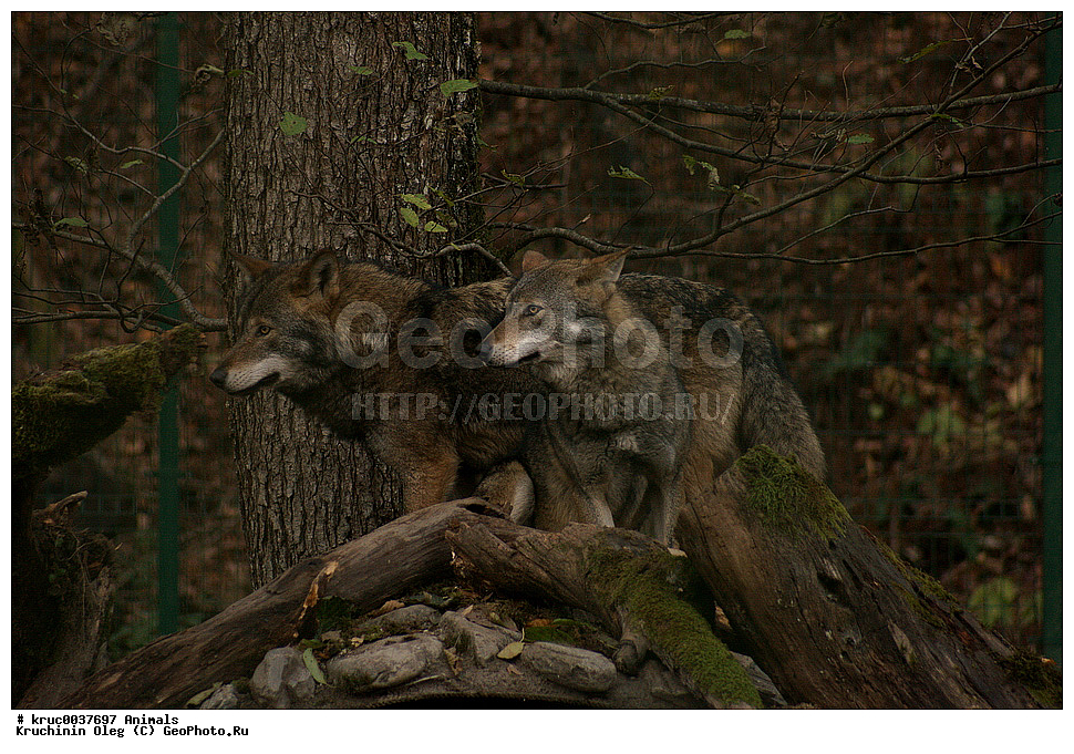 ���������� ���������� ����������, ������, �������, ������������� ����, ��������� ��������, ������� ������, ��������, ��������, �������������, �������������, �����, �����, �������, ������, XYZ, ������, �������, ������, Canidae, ����� ����, ����, ������������ ����, Canis lupus