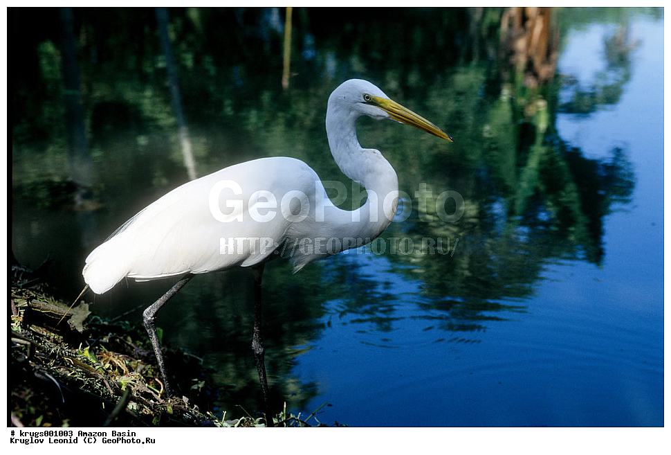 ��������� �������, ����� �������, ��������, ����, ��������, ��������, �������, �������� ��������, ��������