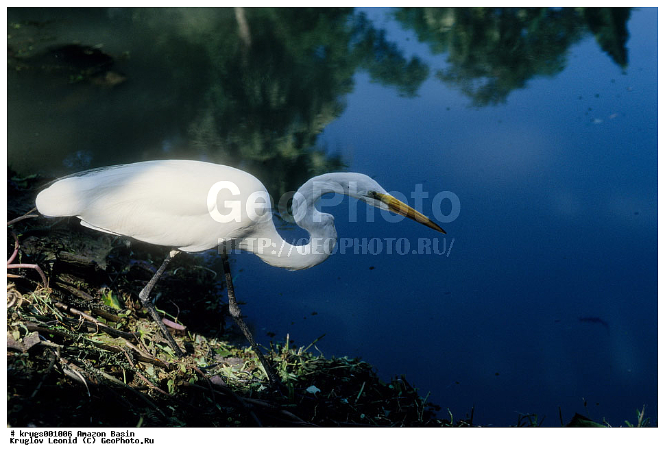 ��������� �������, ����� �������, ��������, ����, ��������, ��������, �������, �������� ��������, ��������