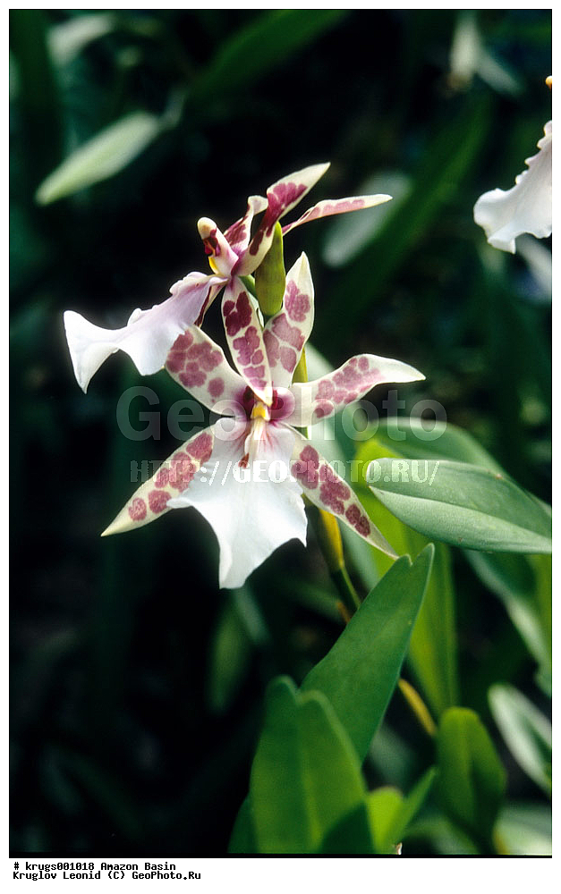 ��������� �������, ����� �������, ��������, ����, ��������, ��������, �������, ��������, ��������