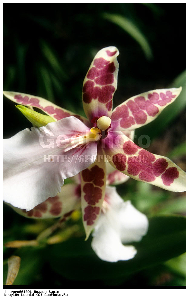 ��������� �������, ����� �������, ��������, ����, ��������, ��������, �������, ��������, ��������