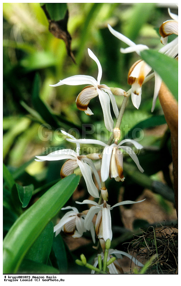 ��������� �������, ����� �������, ��������, ����, ��������, ��������, �������, ��������, ��������