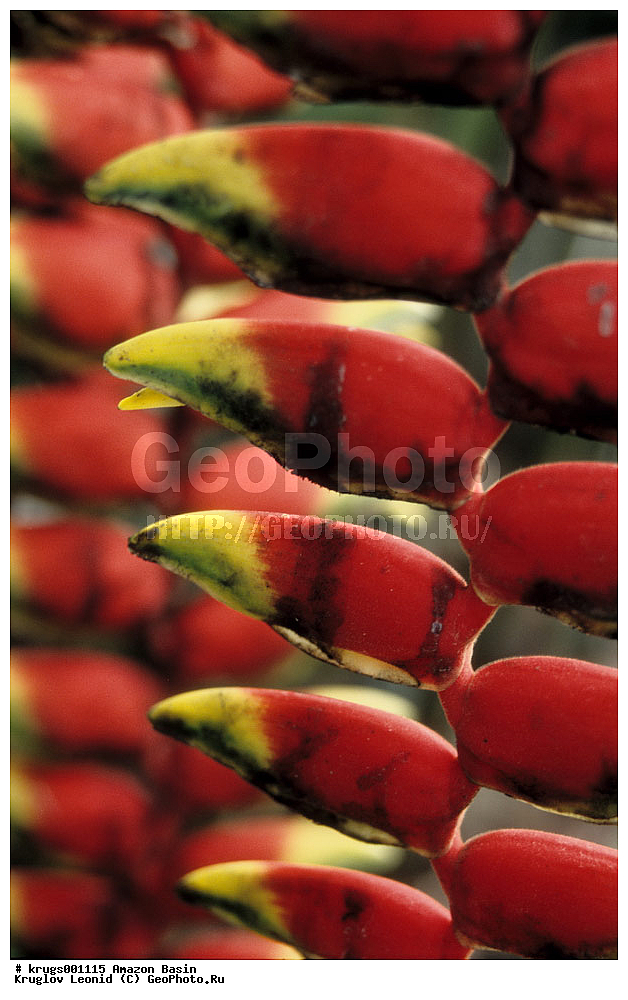 ��������� �������, ����� �������, ��������, ����, ��������, ��������, �������, ��������, ��������