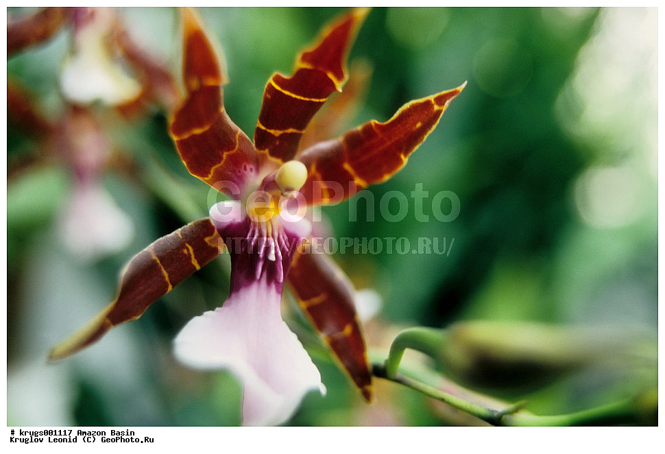 ��������� �������, ����� �������, ��������, ����, ��������, ��������, �������, ��������, ��������