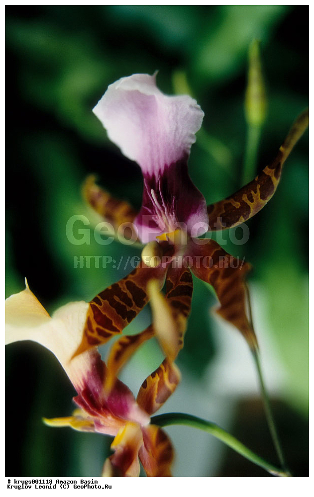 ��������� �������, ����� �������, ��������, ����, ��������, ��������, �������, ��������, ��������