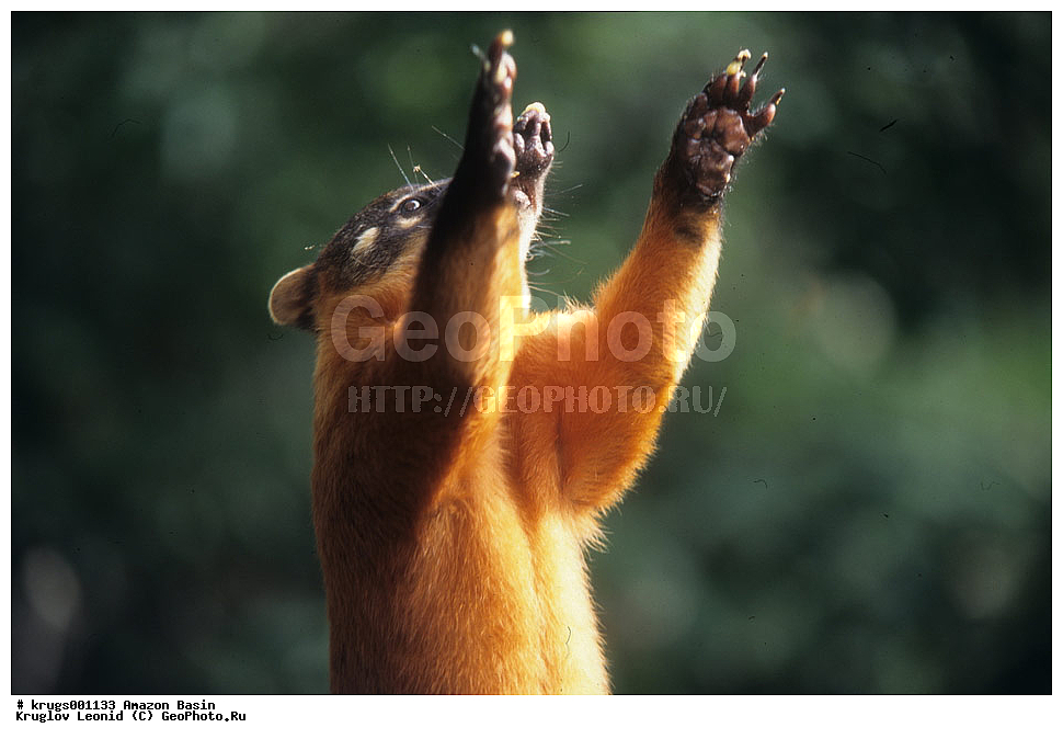 ��������� �������, ����� �������, ��������, ����, ��������, ��������, �������, �������� ��������, ��������, ��������, ��������, �������������, �������������, �����, �����, �������, ������, XYZ, ��������, Procyonidae, ������������ ������, Nasua nasua