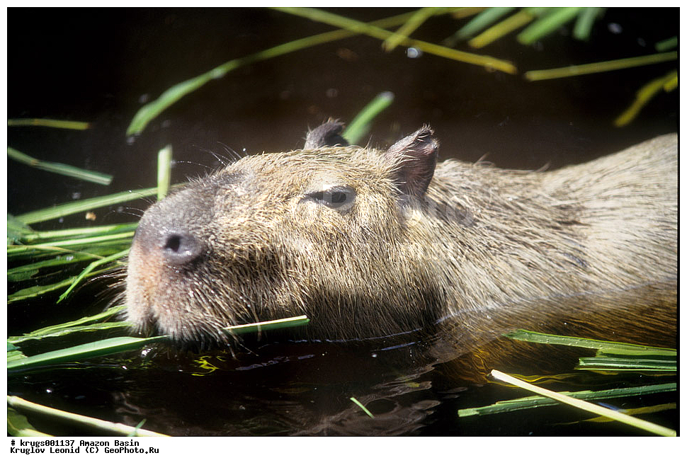 ��������� �������, ����� �������, ��������, ����, ��������, ��������, �������, �������� ��������, ��������, ��������, ��������, �������������, �������������, �����, �����, XYZ, �������������, Hydrochoeridae, ��������, ����������, Hydrochoerus hydrochaeris