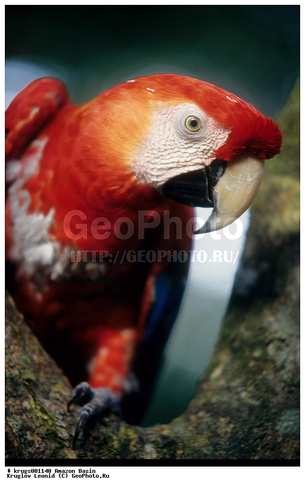 ��������� �������, ����� �������, ��������, ����, ��������, ��������, �������, �������� ��������, ��������, �����, �����, ��������, �����������, XYZ, �������, Psittacidae, ������� ���, Ara macao