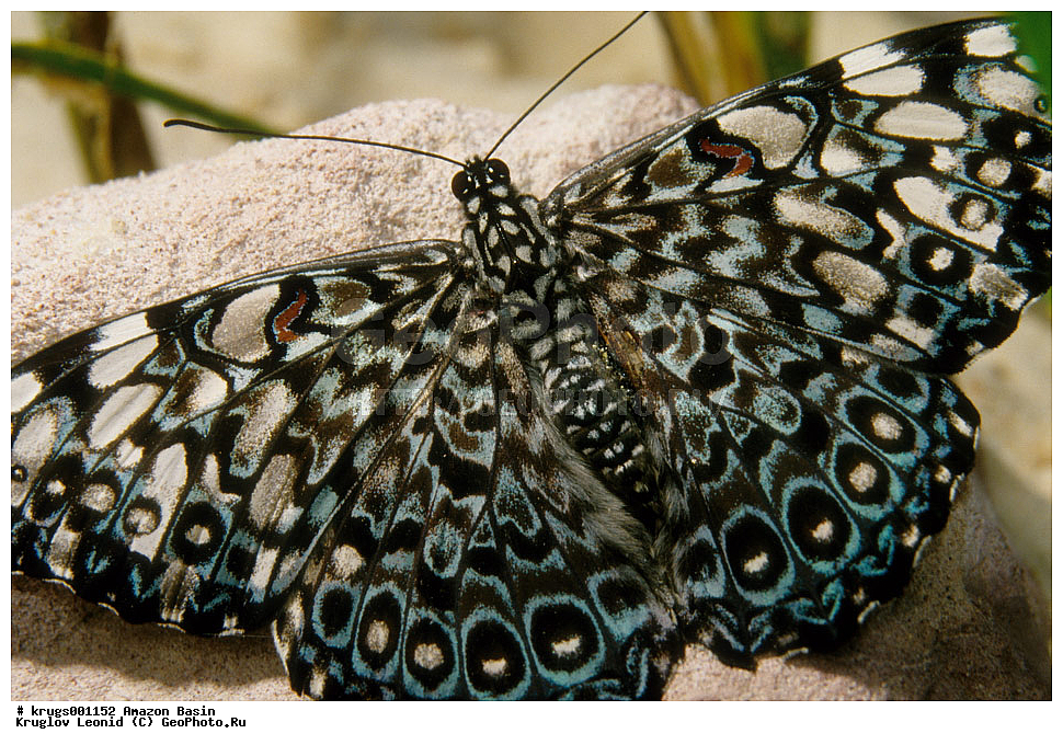 ��������� �������, ����� �������, ��������, ����, ��������, ��������, �������, �������� ��������, ��������