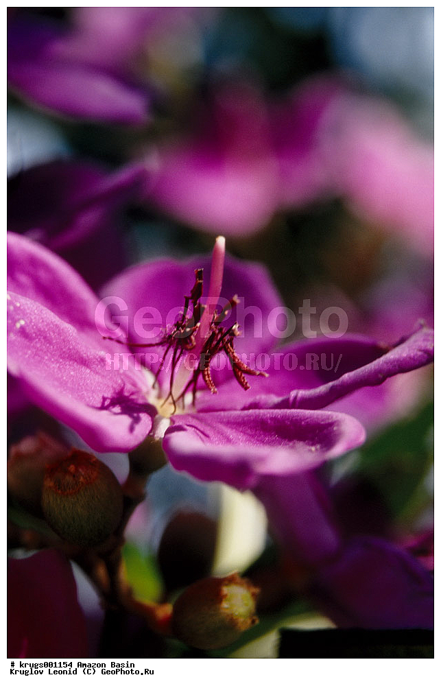 ��������� �������, ����� �������, ��������, ����, ��������, ��������, �������, ��������, ��������