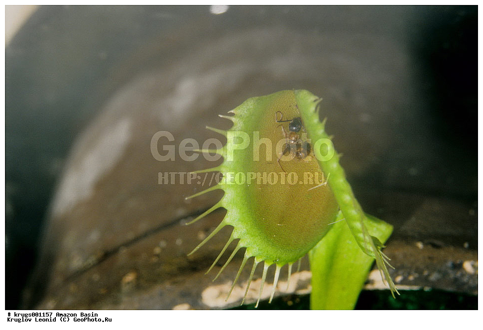 ��������� �������, ����� �������, ��������, ����, ��������, ��������, �������, ��������, ��������