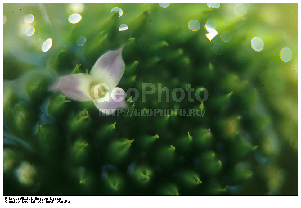 ��������� �������, ����� �������, ��������, ����, ��������, ��������, �������, ��������, ��������