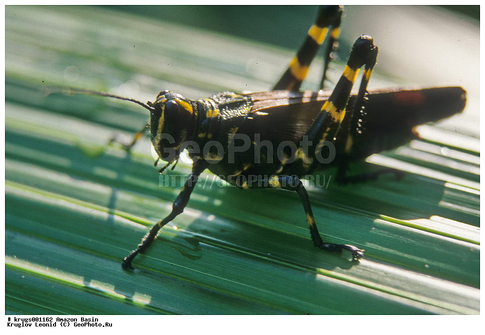 ��������� �������, ����� �������, ��������, ����, ��������, ��������, �������, �������� ��������, ��������