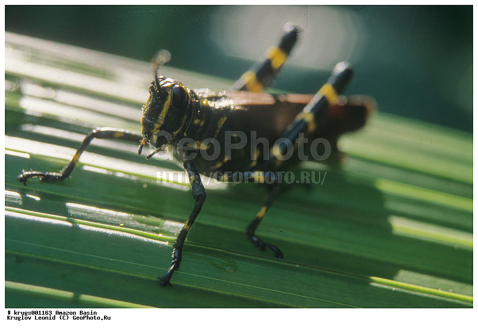 ��������� �������, ����� �������, ��������, ����, ��������, ��������, �������, �������� ��������, ��������