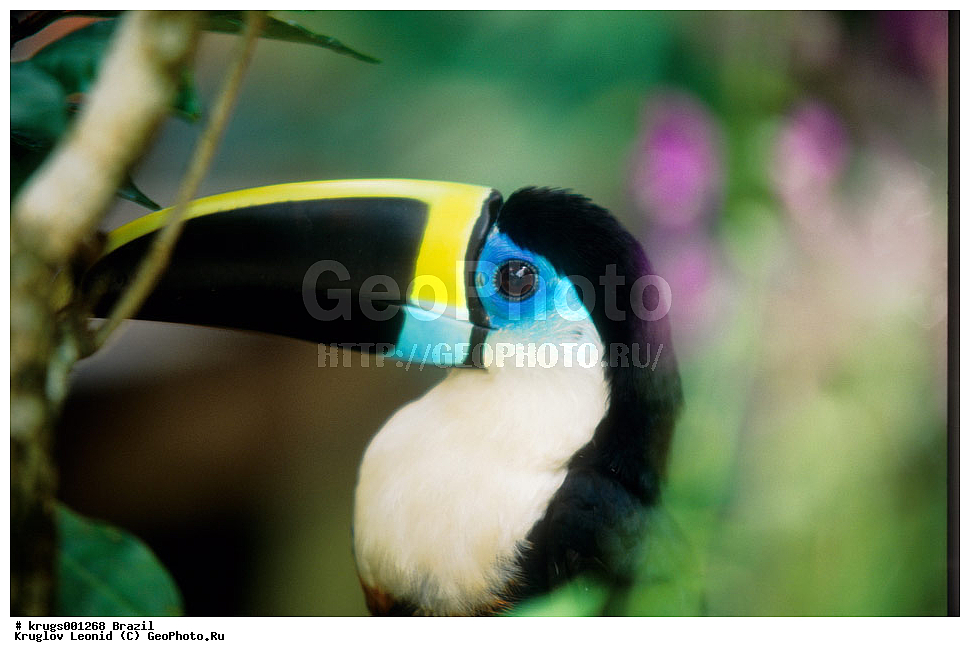 ��������� �������, ����� �������, ��������, ��������, ��������, �����, ��������, ��������, ���� ������, ��������, ��������, �����, �����, ��������, �����������, XYZ, ���������, Ramphastidae, ���������� �����, ����� ������������, ����� �����, Ramphastos tucanus