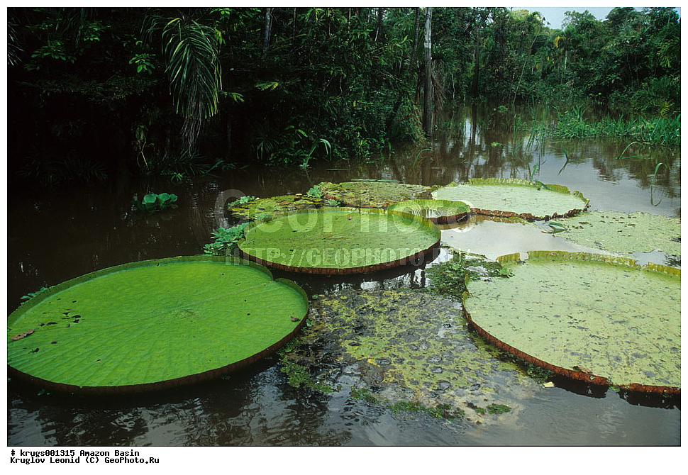 ��������� �������, ����� �������, ��������, ����, ��������, ��������, �������, ��������, ���������, �������� ���