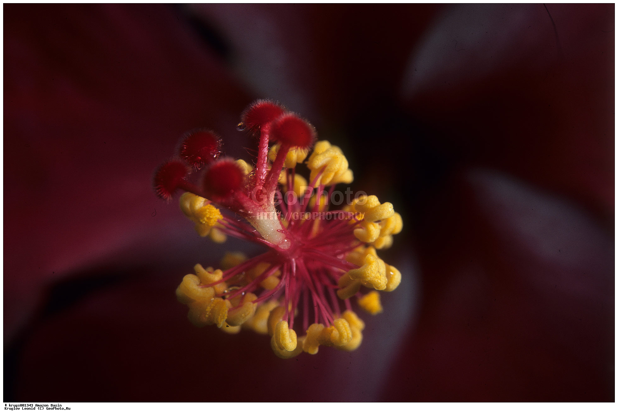 ��������� �������, ����� �������, ��������, ����, ��������, ��������, �������, ��������, ��������