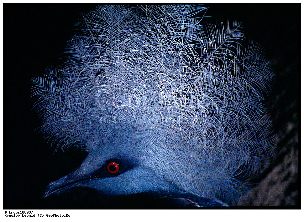 ����������� ������,  �������, ����� ������