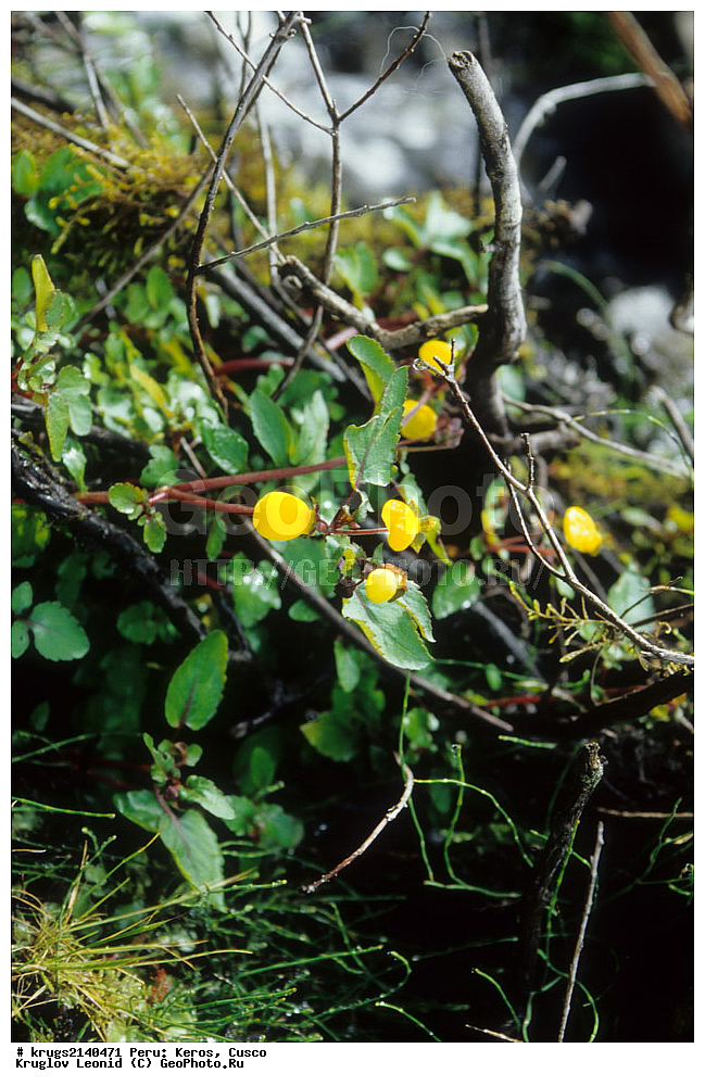 ��������� �������, ����� �������, ����, �����, �����