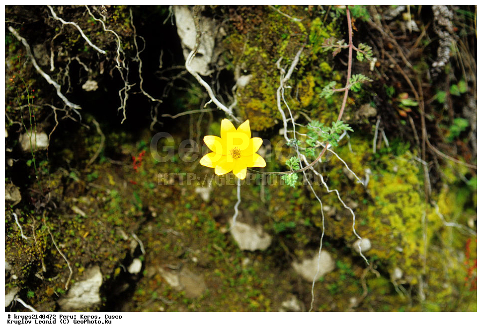 ��������� �������, ����� �������, ����, �����, �����