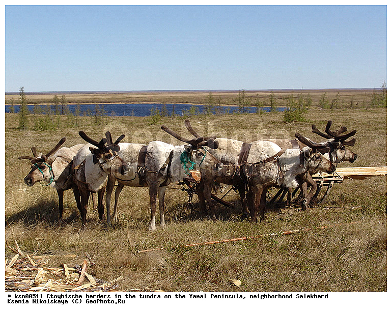 ���, ������, ��������, ����, �����, �����, ��������, �����, ���������� ����, ��������, ��������, ������, �����, ��������, ��������, �������������, �������������, �����, �����, XYZ,��������, ������, Cervidae, �������� �����, ������, Rangifer tarandus