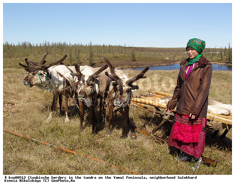 ���, ������, ��������, ����, �����, �����, ��������, �����, ���������� ����, ��������, ��������, ������, �����, ��������, ��������, �������������, �������������, �����, �����, XYZ,��������, ������, Cervidae, �������� �����, ������, Rangifer tarandus