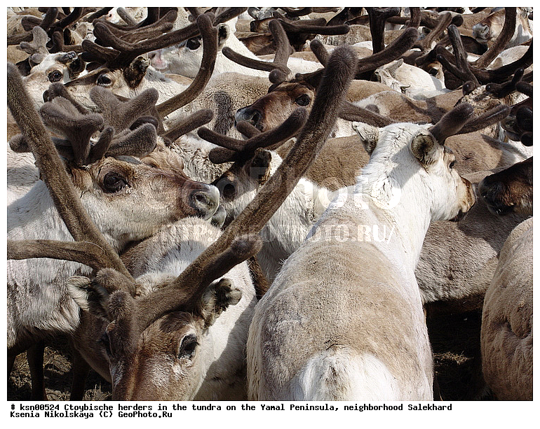 ���, ������, ��������, ����, �����, �����, ��������, �����, ���������� ����, ��������, ��������, ������, �����, ��������, ��������, �������������, �������������, �����, �����, XYZ,��������, ������, Cervidae, �������� �����, ������, Rangifer tarandus