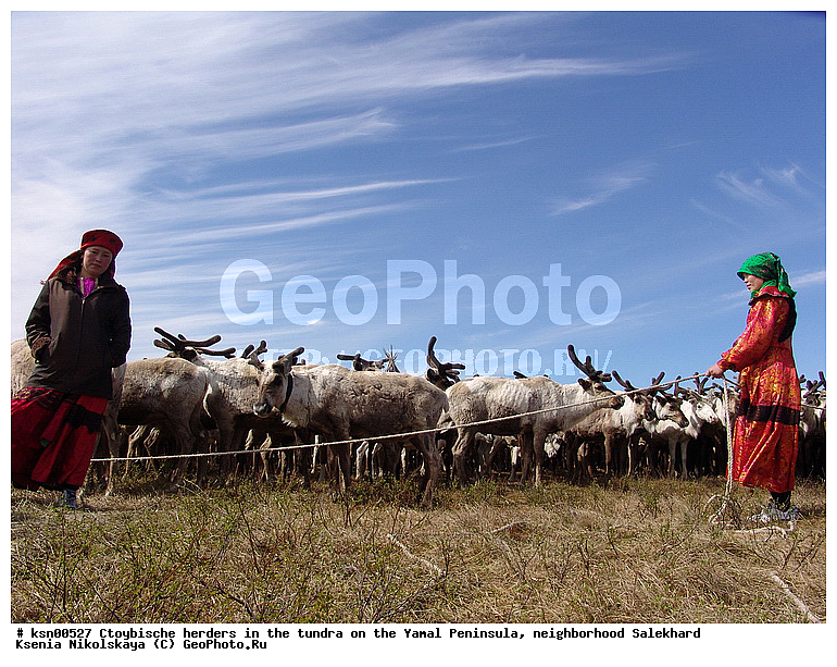 ���, ������, ��������, ����, �����, �����, ��������, �����, ���������� ����, ��������, ��������, ������, �����, ��������, ��������, �������������, �������������, �����, �����, XYZ,��������, ������, Cervidae, �������� �����, ������, Rangifer tarandus