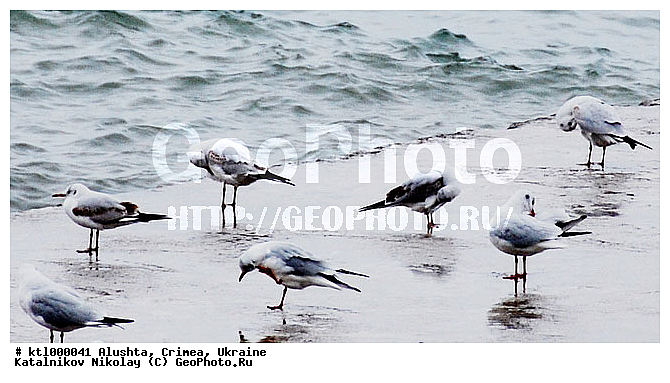 ������, ���-���������, ���, �����