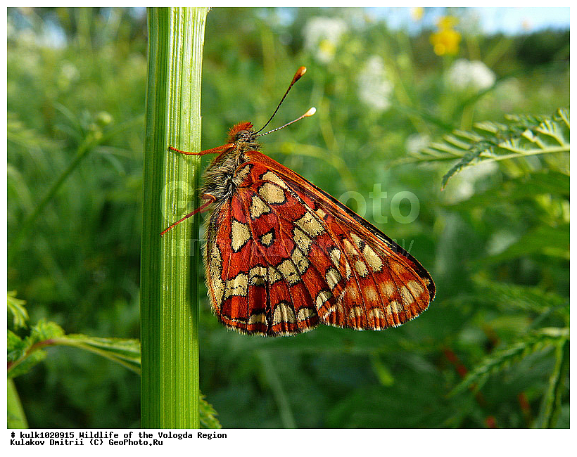 ����������� �������, �������